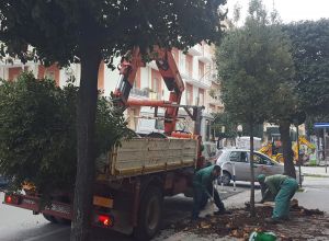 nuovi alberi al viale