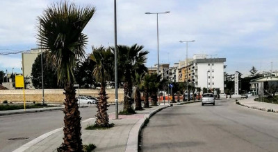 Trecento alberi in due anni: più verde in città e aria pi&ugrav...