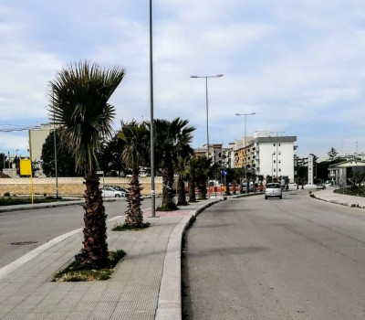 Trecento alberi in due anni: più verde in città e aria pi&ugrav...