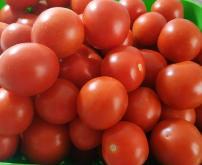 Progetto Colto e mangiato: festa di chiusura della sessione primavera/estate ...