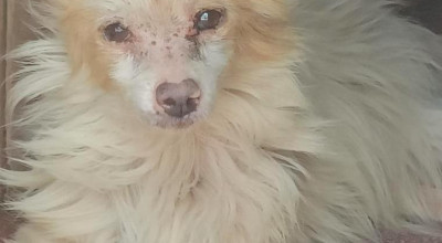 Da Molfetta a Soverato passando per Cutro. La storia di Cocò, il randa...