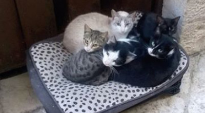 gatti gatti