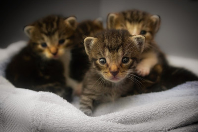 Gestione dell'Oasi Felina del Comune di Molfetta. Pubblicato il Disciplinare
