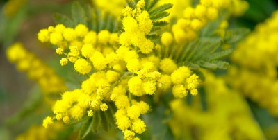 mimose mimose