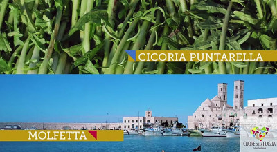 molfetta cicoria molfetta cicoria