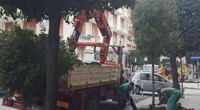 nuovi alberi al viale nuovi alberi al viale