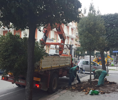 nuovi alberi al viale nuovi alberi al viale