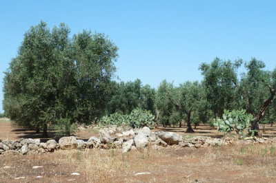 Monitoraggio 2021 sulla presenza della Xylella nell’agro molfettese