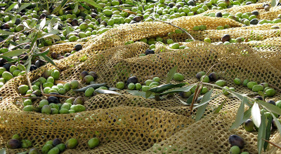 olive olive