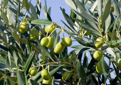 Anche a Molfetta il monitoraggio sulla presenza della Xylella